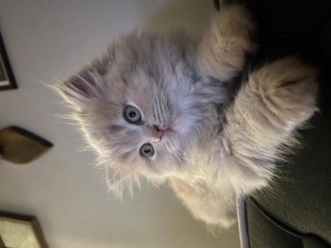 2.5 aylık chinchilla yavrularımız