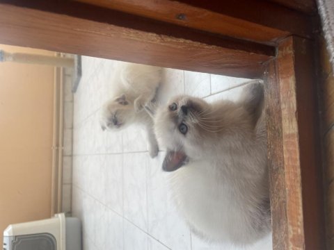 Maviş gözlü kediler