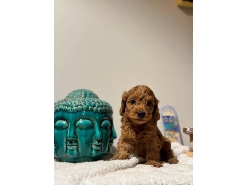 İstanbul uygun bütçeli kapıda ödemeli maltipoo
