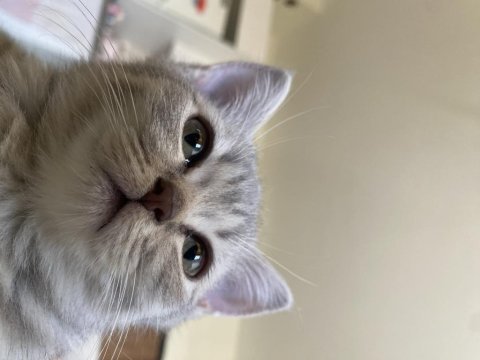British shorthair