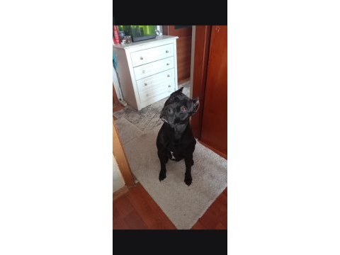 Cane corso erkek