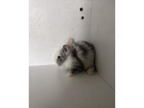 Yavru ve damızlık tavşanlar