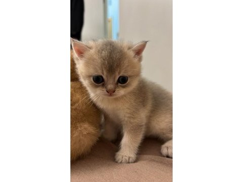 British shorthair bebekler