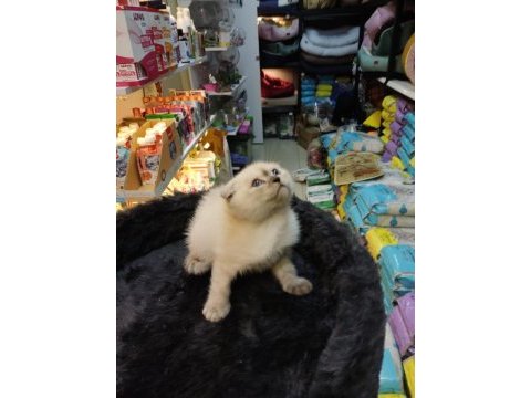 Sağlık ırk garantili scottish fold bebekler