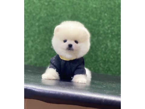 Pomeranian