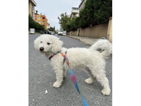 9 aylık tuvalet eğitimli erkek maltipoo