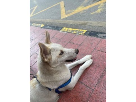 7 aylık dünyalar yakışıklısı husky