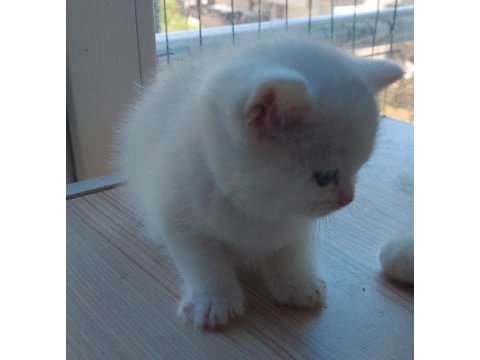 British shorthair beyaz yavru