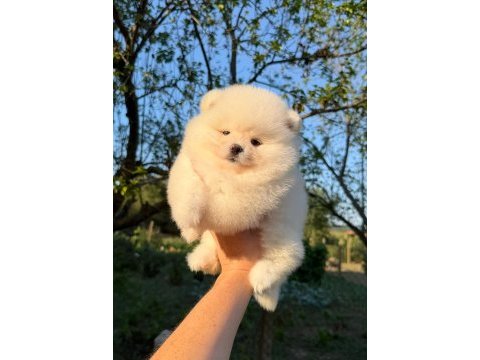 Kusursuz karbeyaz ayı surat pomeranian boo