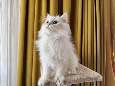 Pamuk prens kedimiz