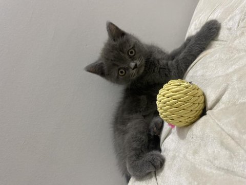 Orjinal british shorthair