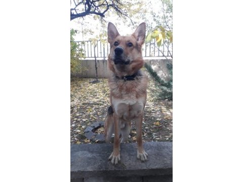 Alman çoban köpeği yavrumuzu sahiplendiriyoruz