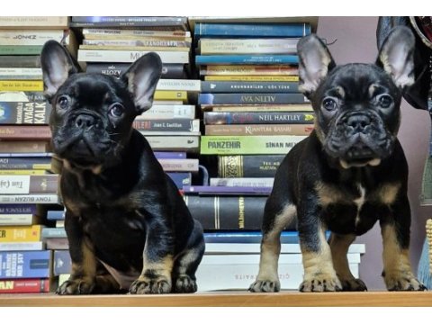 1 dişi ve 1 erkek izmir 60 günlükler french bulldog