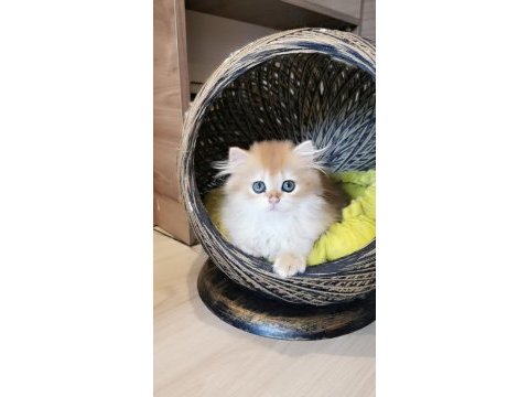 Full şecereli kucak kedisi british longhair
