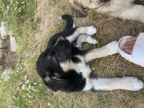 2 erkek köpeğimiz yeni yuva arıyor