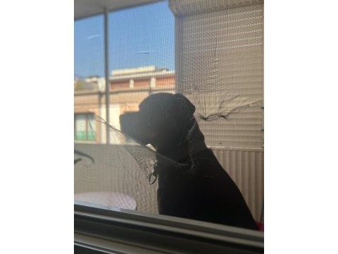 Ücretsiz olarak köpeğime güzel bakabilecek yuva arıyorum