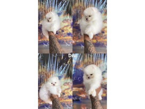 Pınpon topları gibi pomeranian yavrular