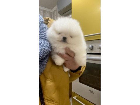 Pomeranian kaçıran üzülür