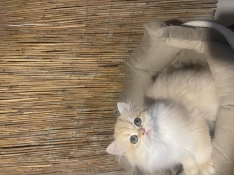 Anne baba şecereli ny12 safkan british longhair dişi