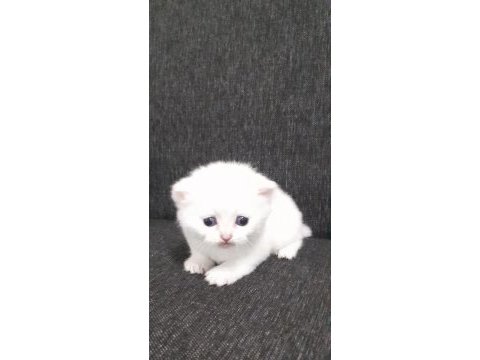 1 aylık pamuk british shorthair