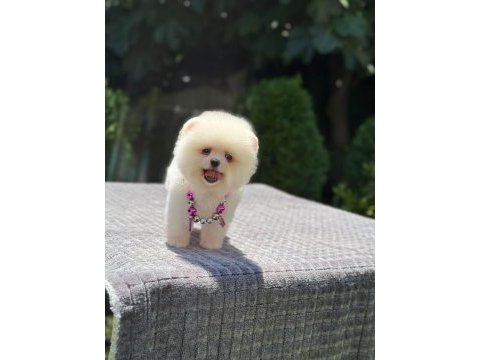 Pomeranian boo 3 aylık