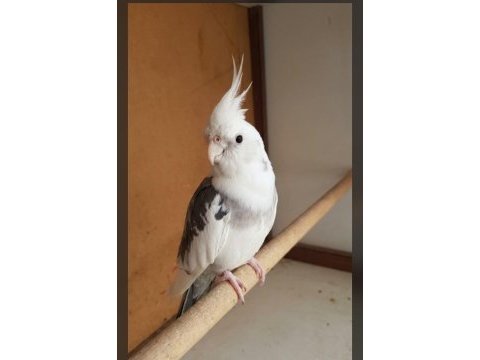 Erkek wifi sultan papağanı