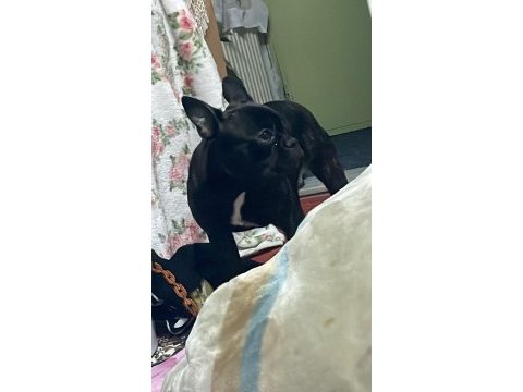 French bulldog kızımızı sahiplendirmek