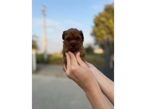 Sevimli poodle bebişim