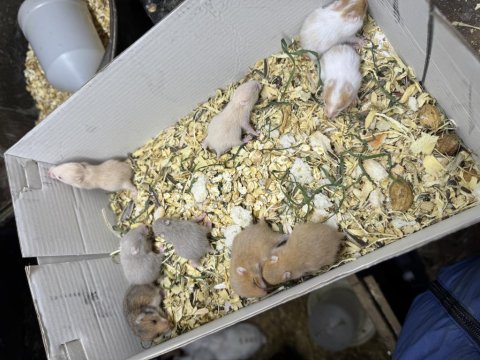Tam sevmelik hamsterlarım yeni yuvalarını gitmeye hazır