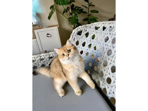 Muhteşem safkan british shorthair çocuklar