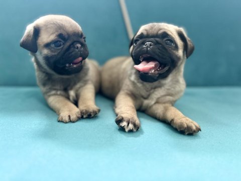 Erkek pug yavrularımız kalite asla tesadüf değildir