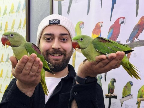 Bebek alexander iskender papağanı yavrularımız