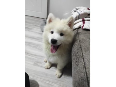 Dünyanın en tatlı köpekleri samoyed