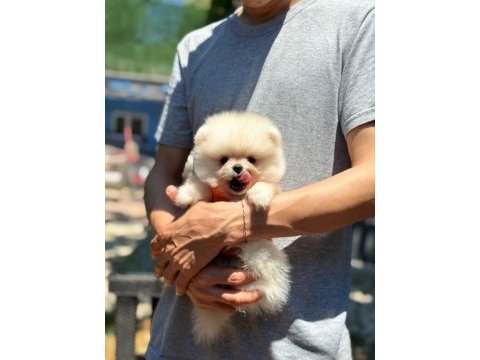 Sağlık ve ırk garantili pomeranian