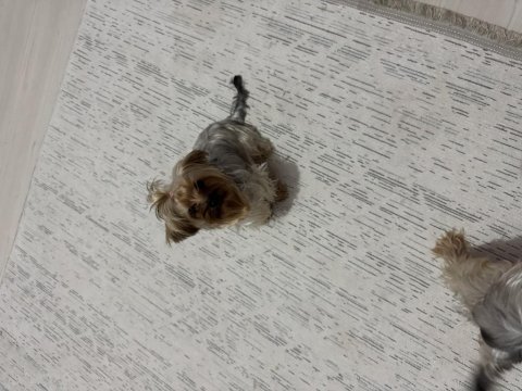 3 kız kardeş aşıları tuvalet eğitimi tam yorkshire terrier