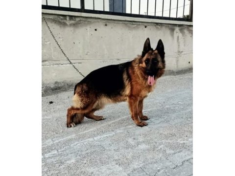 Showline erkek alman çoban köpeği yavru