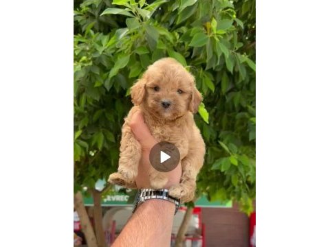 45 50 günlük 3 erkek 1 dişi maltipoo yavrularımız
