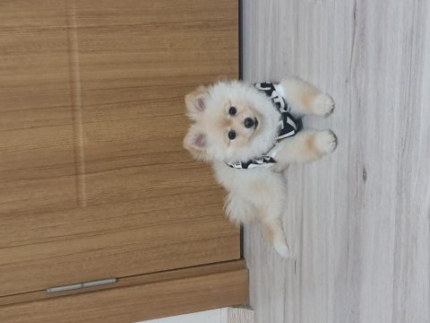 5 aylik secereli egitimli pomeranian boo