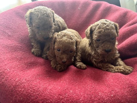 Muhteşem toy poodle yavruları