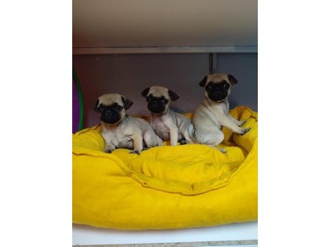 0 burun gül kuyruk pug mops bebeler