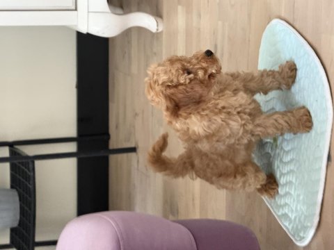 Yavru poodle
