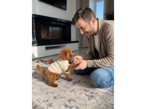 Toy poodle yavrular için ulaşın