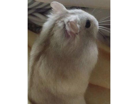 Hamster-gonzales yavrularımız heryere gönderim
