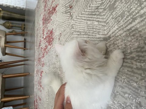 4 aylık iran persian (eşyalarıyla verilecektir)