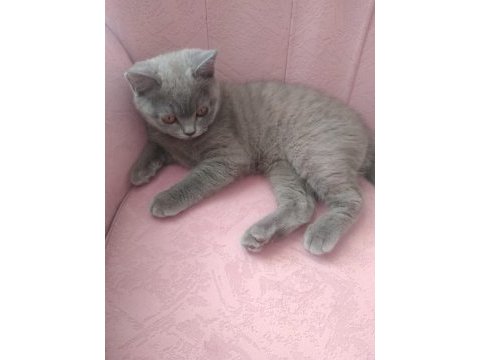 5 aylık british longhair yavru kedimiz sahiplendirme