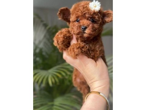 Karakteri ve görünüşüyle özel poodle