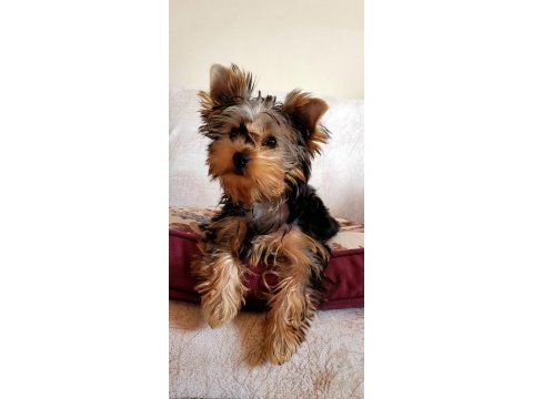 Muhteşem kaliteli yavrular yorkshire terrier