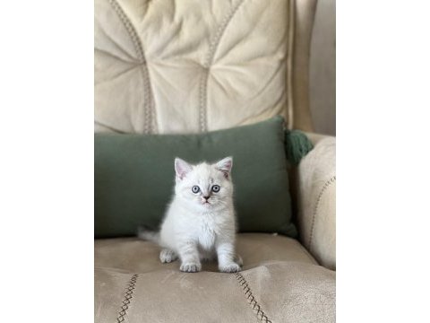 Teslime hazır safkan bebeğim