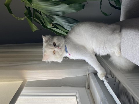 İsmi gibi british shorthair pamuğum