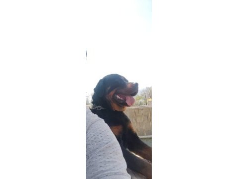 Erkek rottweiller